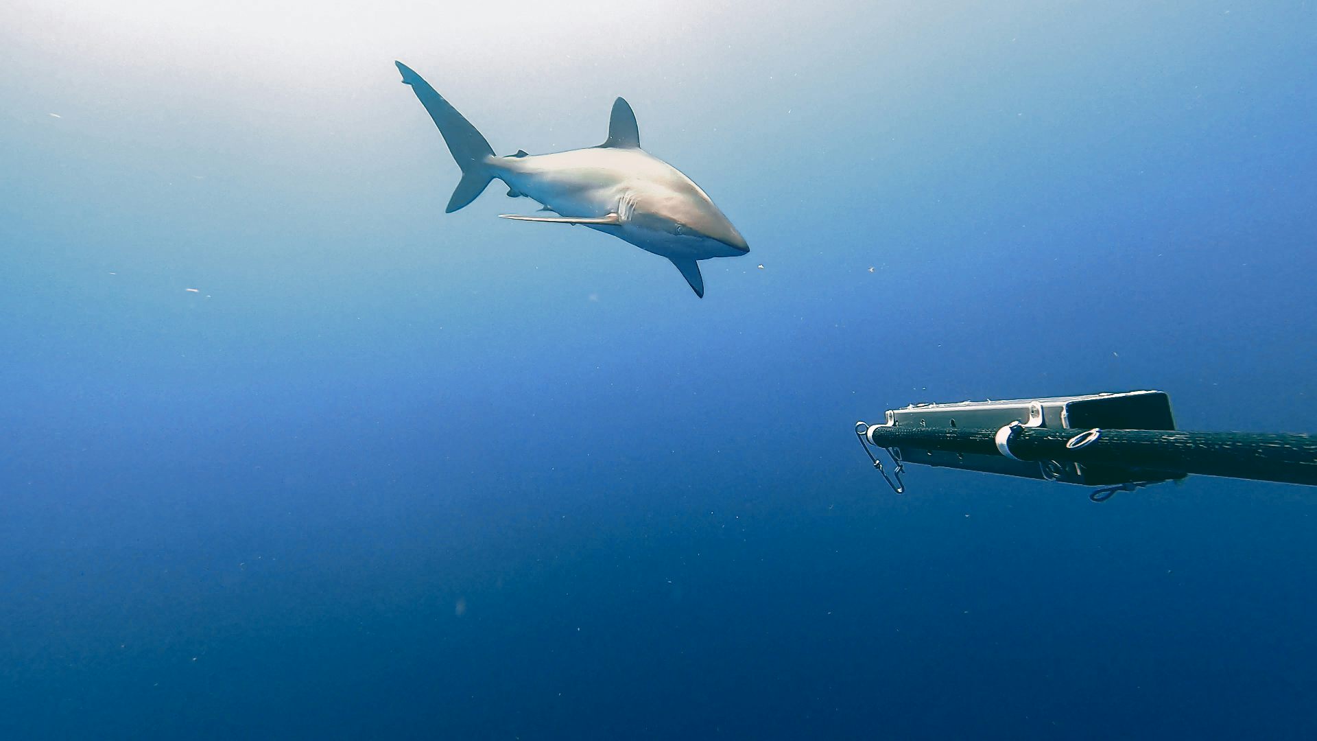 The secret lives of silky sharks: unveiling their whereabouts supports  their protection