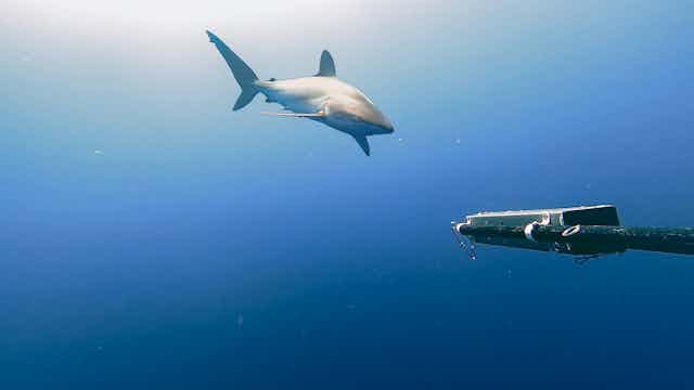 A silky shark approaches the Baited remote underwater video system.