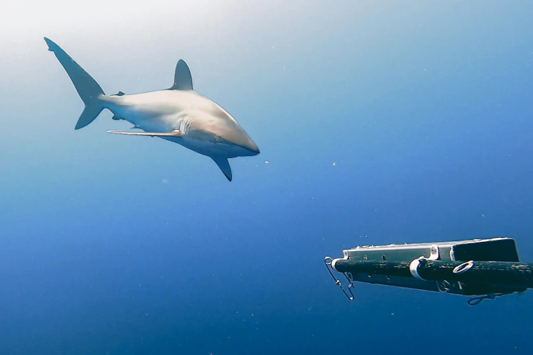 A silky shark approaches the Baited remote underwater video system.