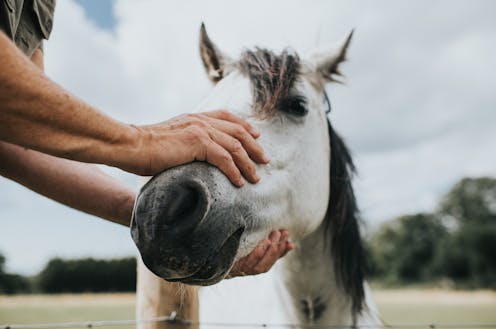 Horse health research will help humans stay healthy, too, with insights on reining in diabetes and obesity