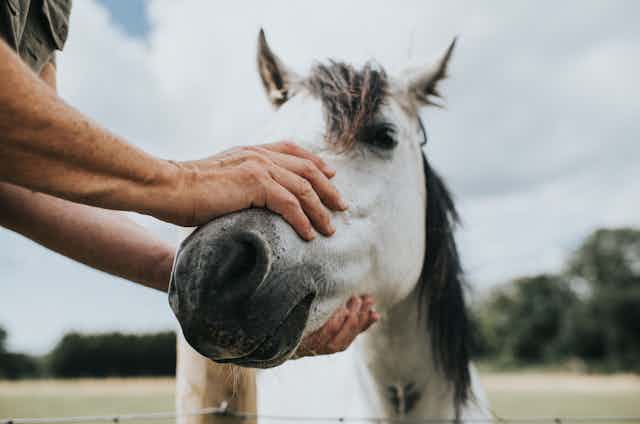 Person holding muzzle of a horse