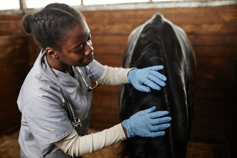 Veterinarian in scrubs examining a horse's mane in a stable