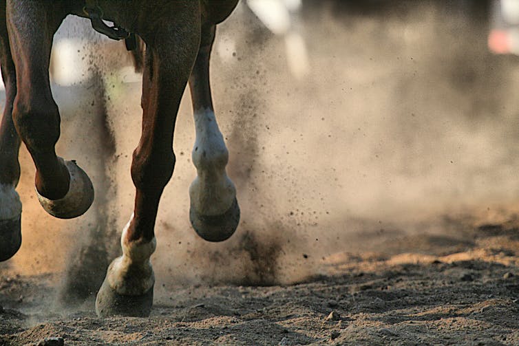 Close-up of horse legs running