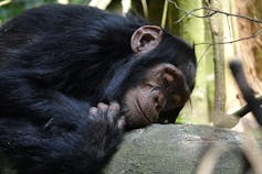 A sleeping chimpanzee