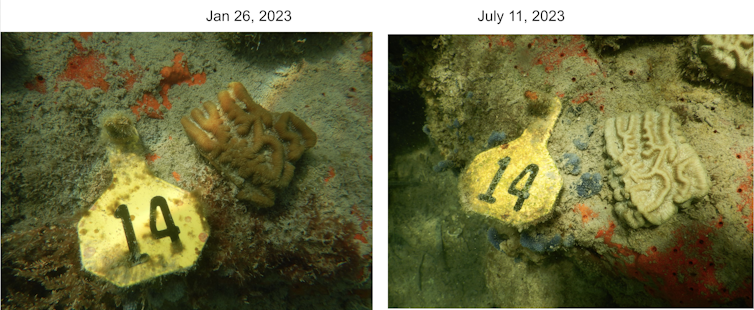 Two photos shows a coral on two different dates, one healthy and reddish in color, the other white.