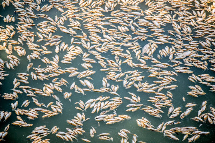 dead fish float on water surface