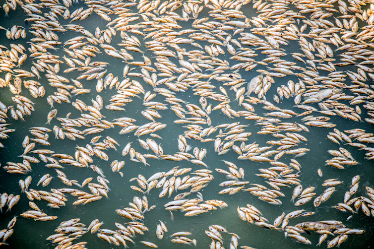 dead fish float on water surface