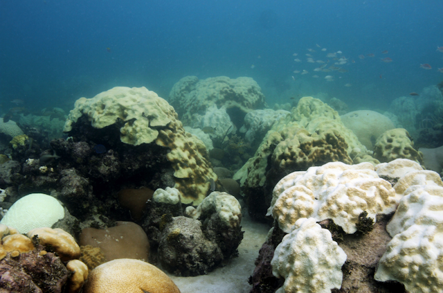 White corals off Florida.