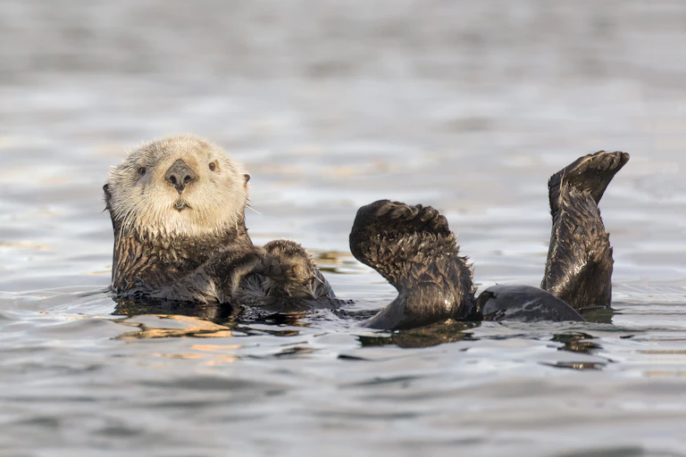 White faced California Sea Otter floating on his back