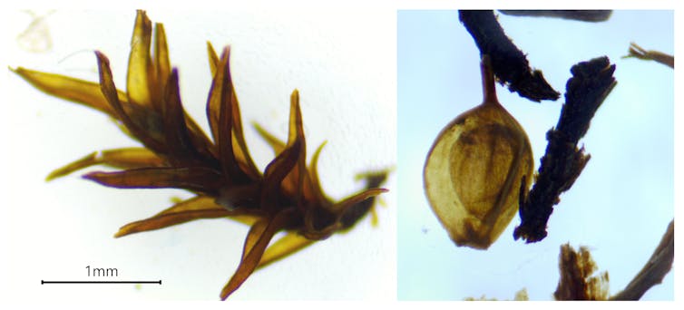 Two microscope images show tiny plant fossils. One a moss stem and the other a sedge seed.