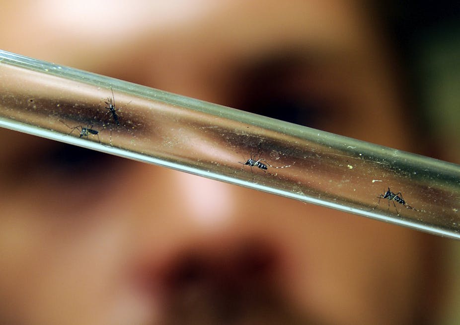 Un scientifique examine des moustiques tigres à Montpellier, dans le sud de la France, dans un laboratoire de l’EID (Entente départementale pour la démoustification)