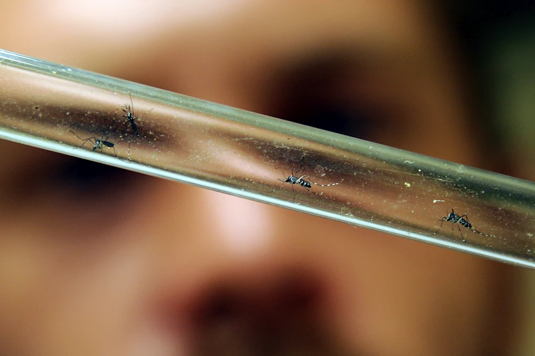 Un scientifique examine des moustiques tigres à Montpellier, dans le sud de la France, dans un laboratoire de l’EID (Entente départementale pour la démoustification)