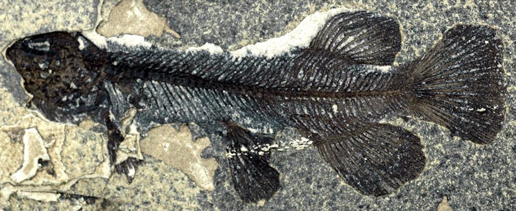 Among many fossils from Foulden Maar is a complete specimen of a galaxiid fish.
