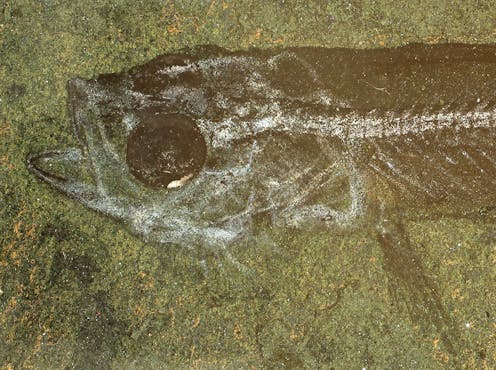 why it's worth protecting a spectacular fossil site NZ almost lost to commercial mining interests
