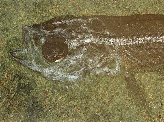 A fossil of a galaxiid with well preserved gaping mouth and eyes
