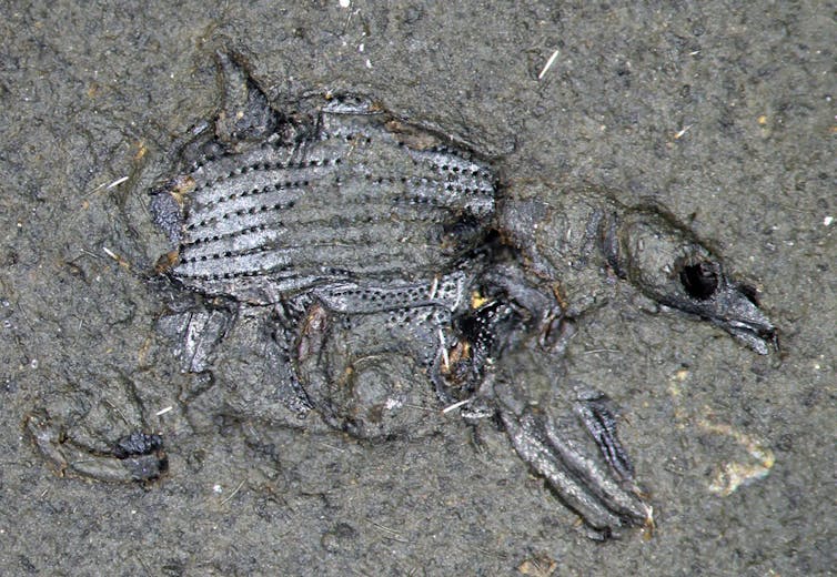 Detailed fossil of a weevil.