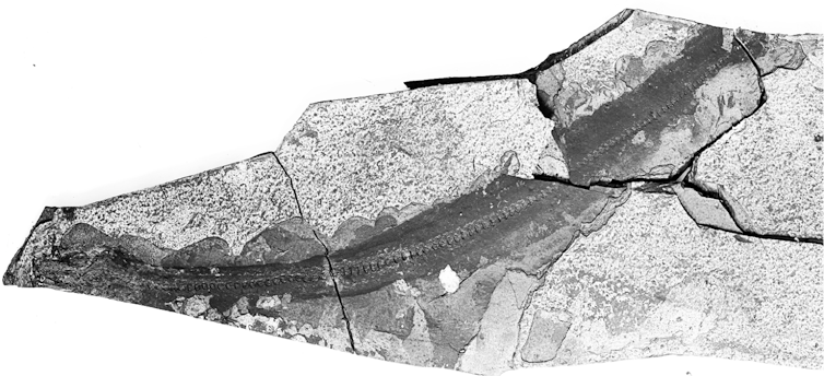 Fossilised skeleton of the freshwater eel Anguilla.