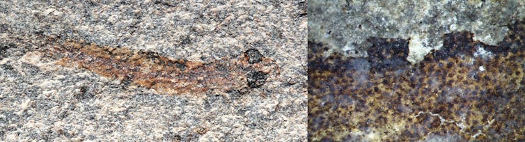 Eyes and skin patterns of galaxiid fossils.