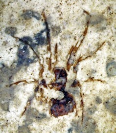 Spider fossil.