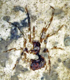 Spider fossil.