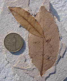 A delicate fossil leave found at Foulden Maar.