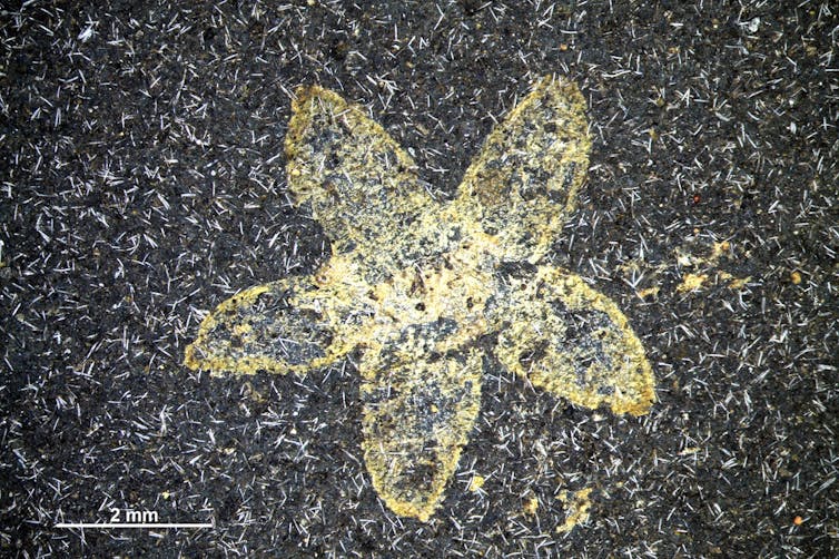 Fossil flower