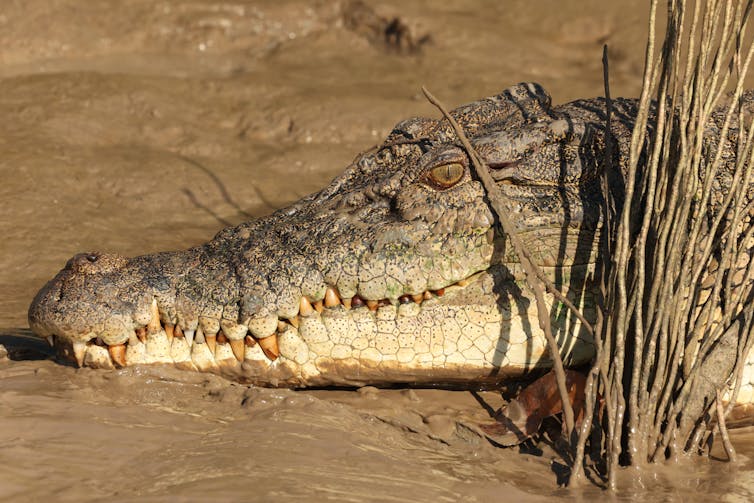 a saltwater crocodile