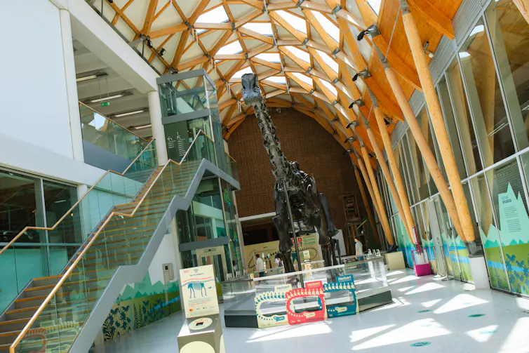 The Dippy skeleton in the hall of the museum.
