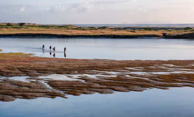 People gathering shellfish in an estuary