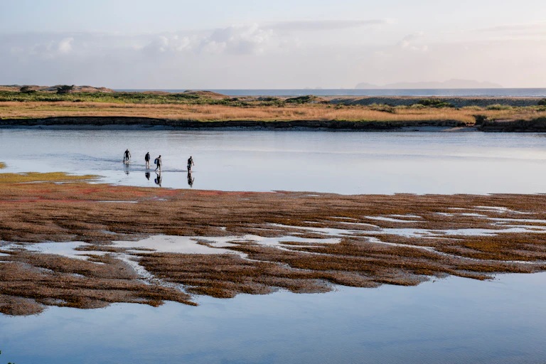 People gathering shellfish in an estuary