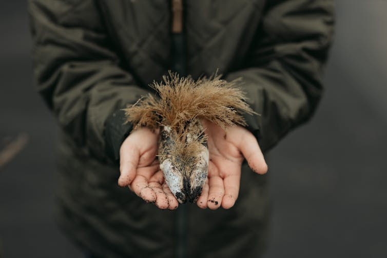 Hands holding a green-lipped mussel.