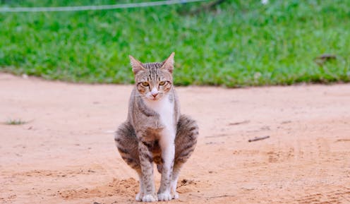 Leaving dog and cat poo lying around isn't just gross. It's a problem for native plants and animals, too