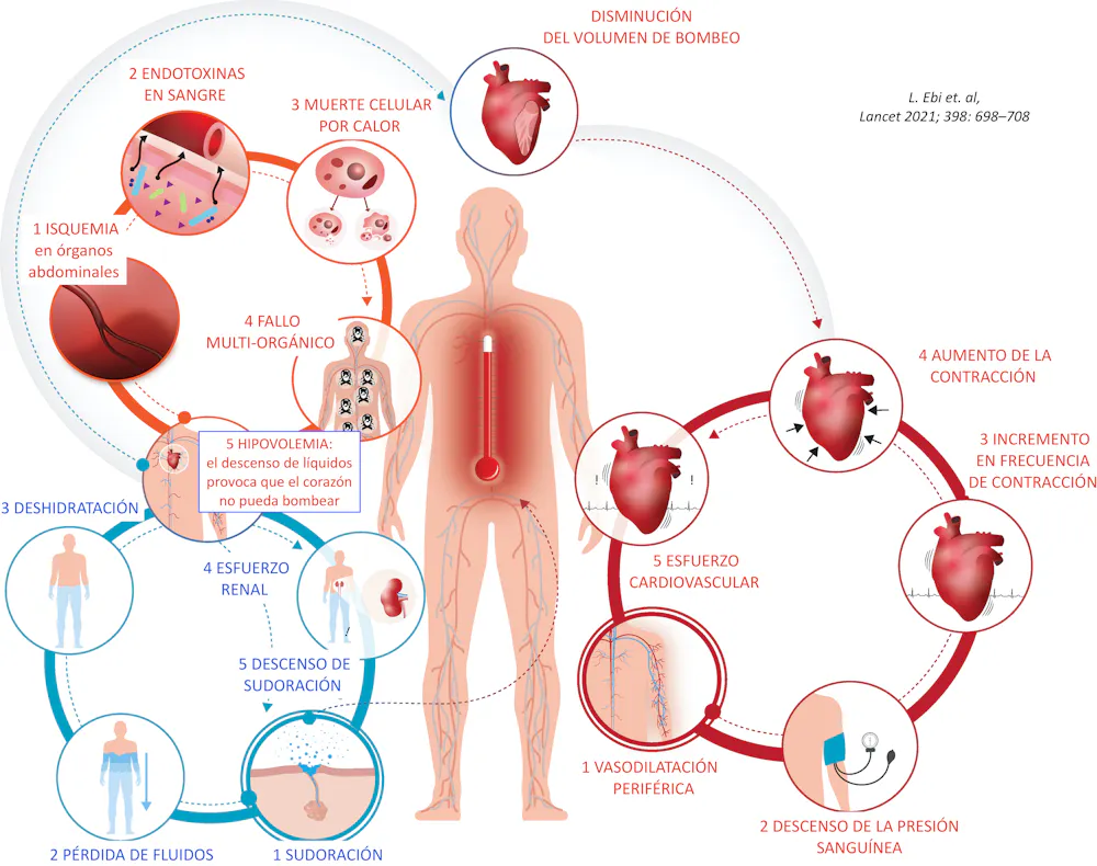 Exceso De Cloruro En El Cuerpo Humano