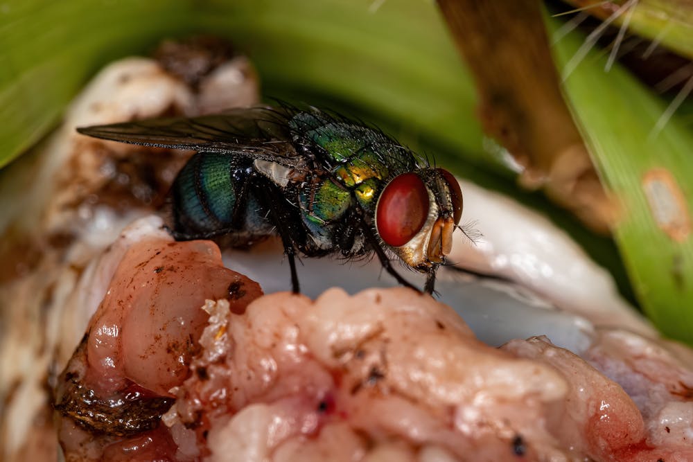 How do flies find every stinky garbage dumpster? A biologist explains their  sensory superpower