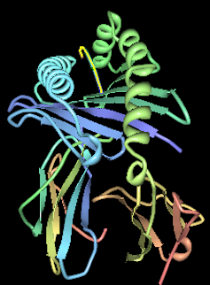 Computer illustration of HLA-B*1501.