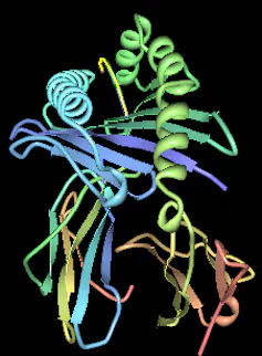 Computer illustration of HLA-B*1501.
