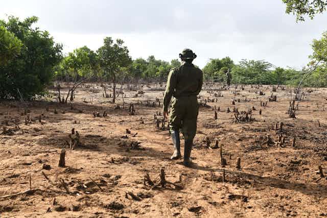 A man walking on dusty, dry ground scattered with tree stumps, with maturing trees ahead of him