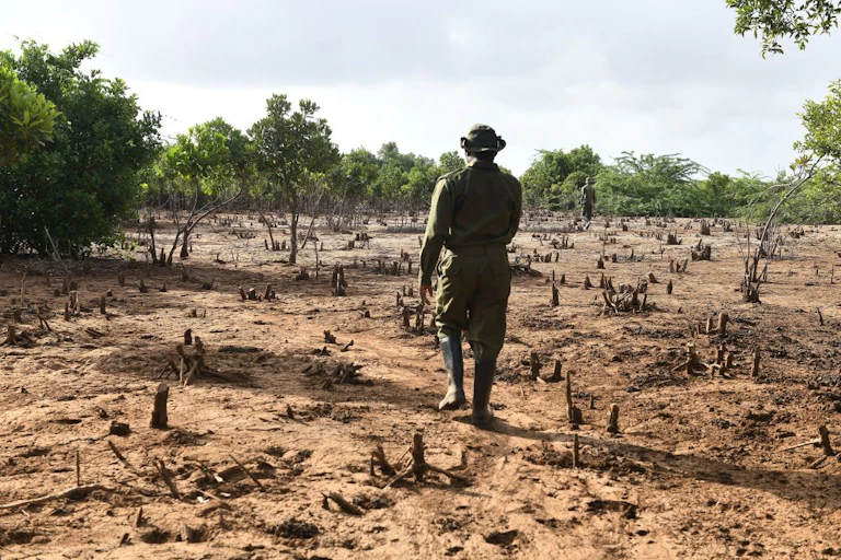 A man walking on dusty, dry ground scattered with tree stumps, with maturing trees ahead of him