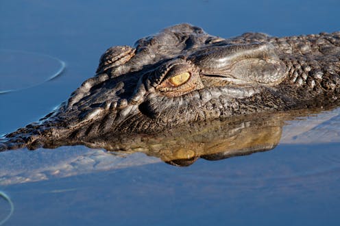 What People Trade for Crocodile, March 2022