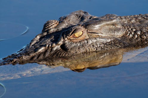 The Northern Territory does not have a crocodile problem – and 'salties' do not need culling
