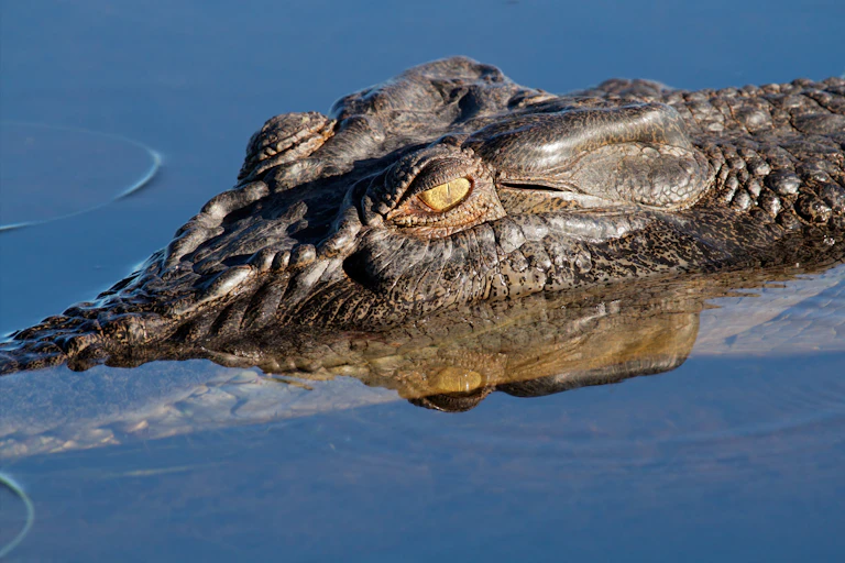 a saltwater crocodile