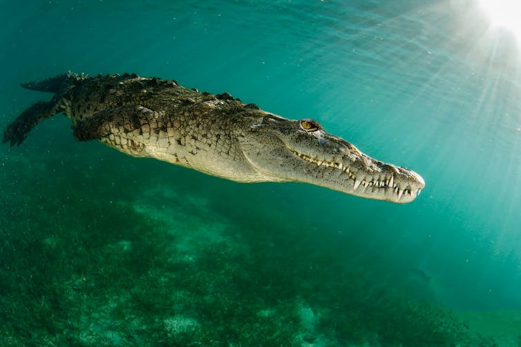 saltwater crocodile swimming underwater
