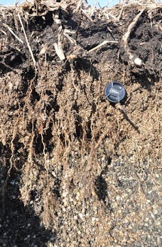 système racinaire et sol