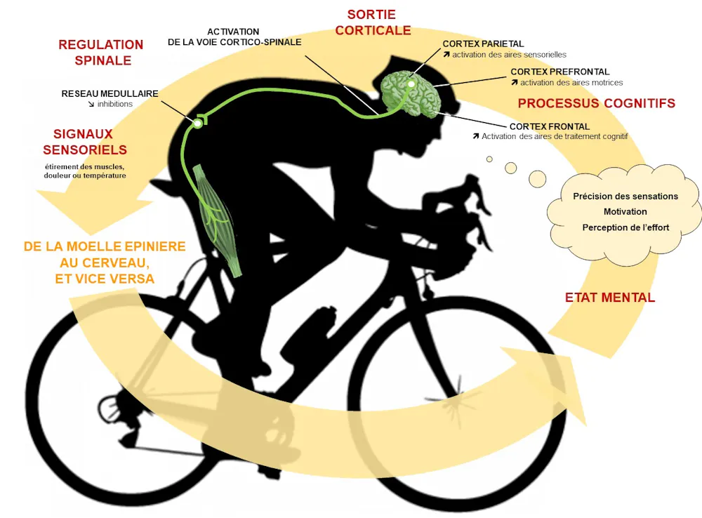 5 raisons de choisir le vélo de route pour une bonne forme physique 5 raisons de choisir le vélo de route pour une bonne forme physique