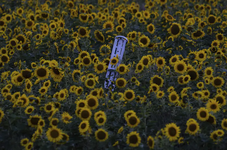 A small rocket lies amid sunflowers at dusk.