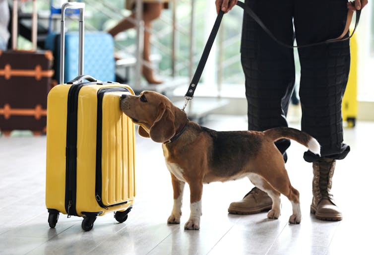 Dog sniffing a suitcase at the airport