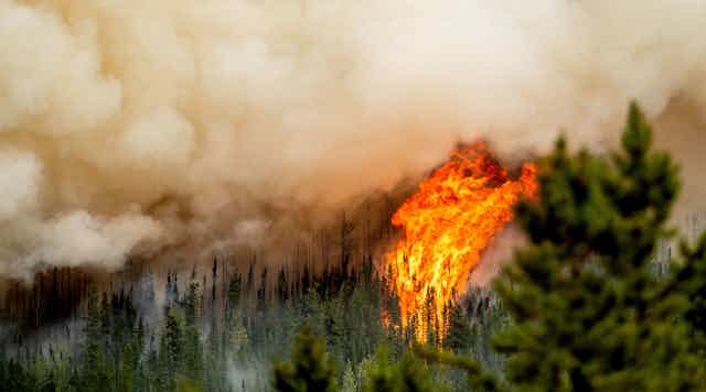 A wildfire blazing through a forest