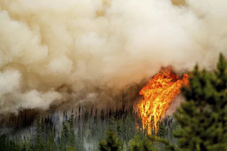 A wildfire blazing through a forest