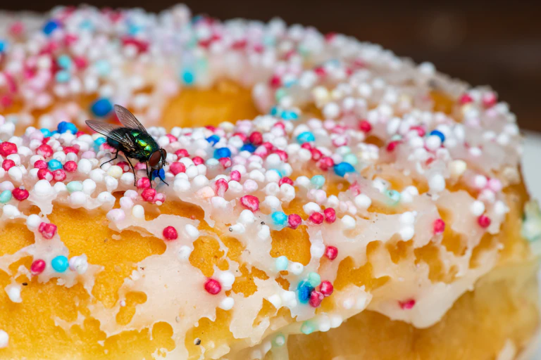A blow fly detects a sugary donut.