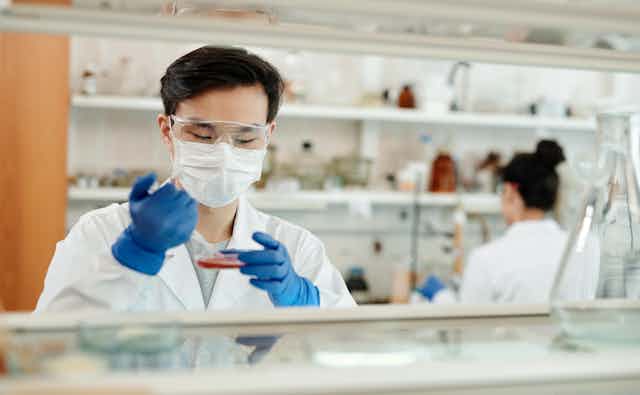 Scientist looks at petri dish in lab